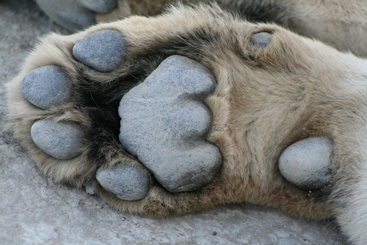 Gorrillas Southbound 172