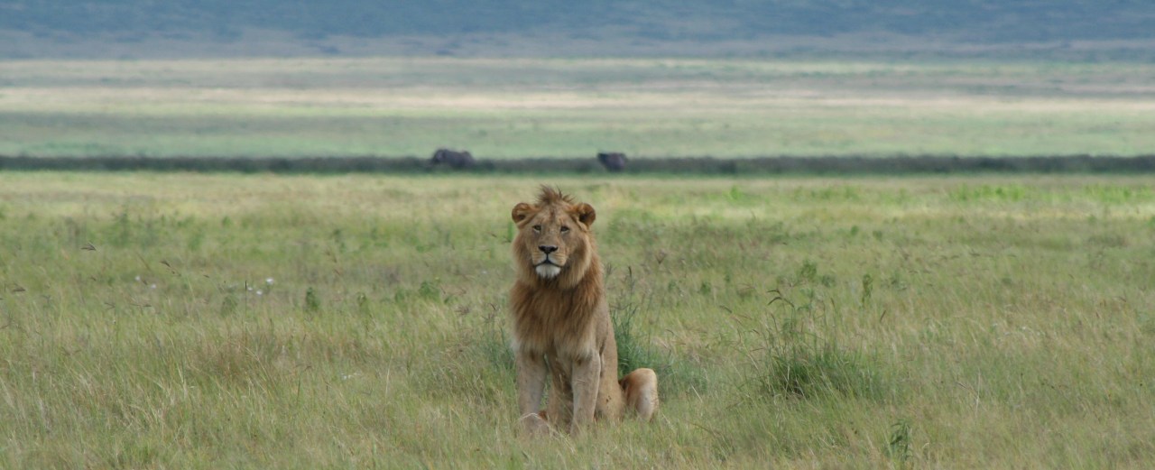 Gorrillas Southbound 184