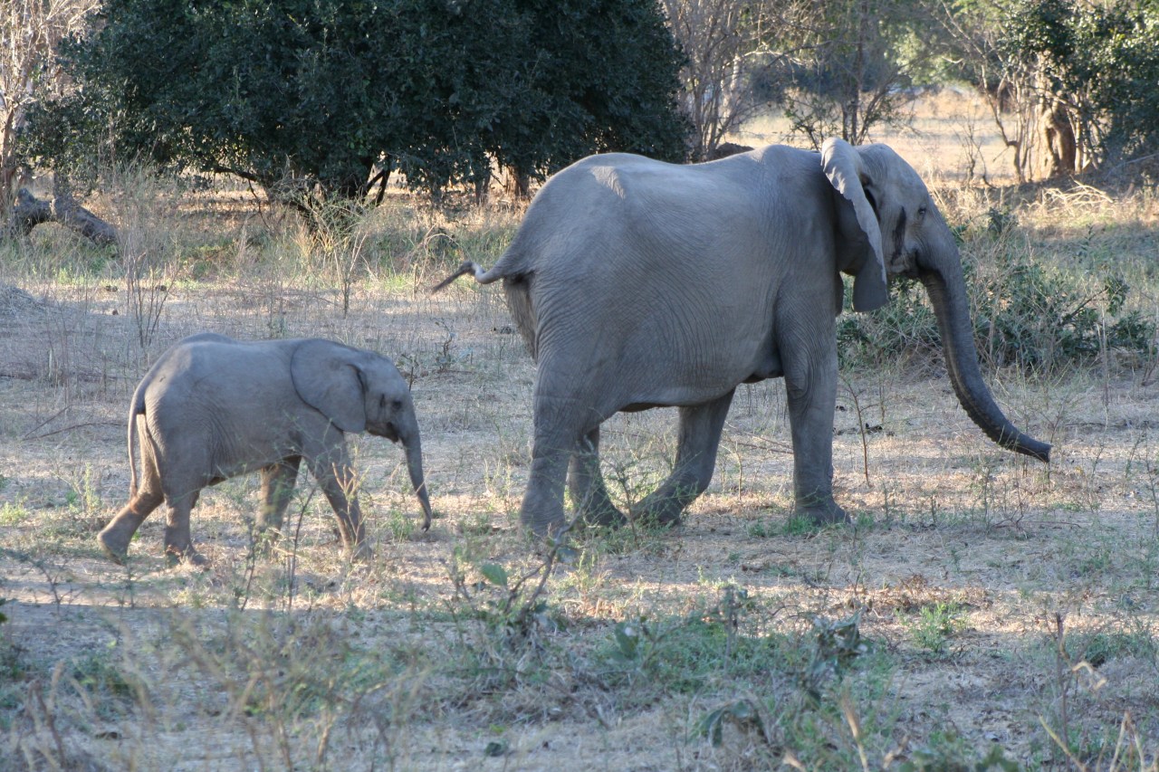 Mana Pools Mumand Baby