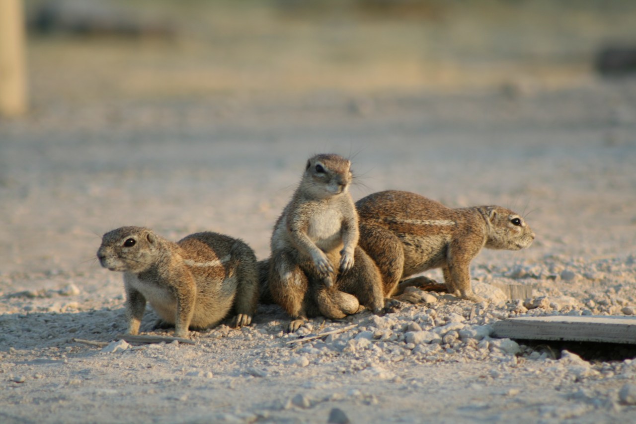 Check me out. Etosha Nat P.
